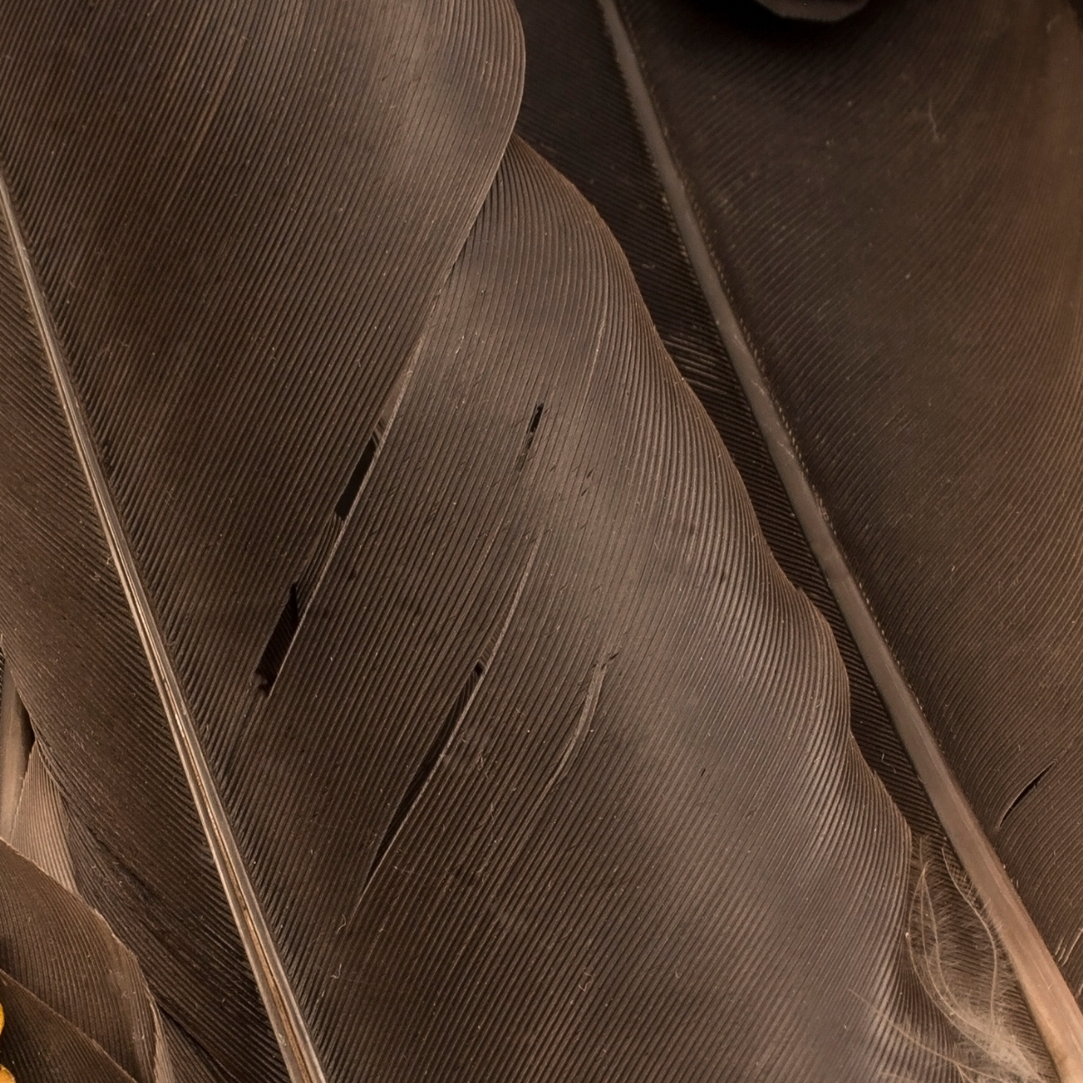 Bronze feather close up