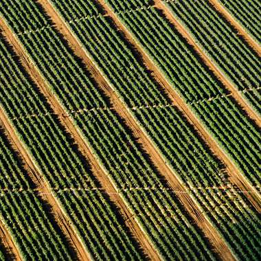 Rows of crop